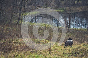 Black headed sheep in pasture