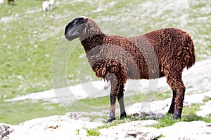 Black sheep in mountain meadows
