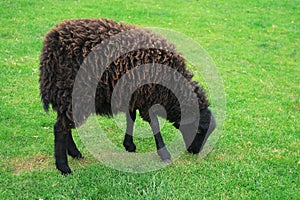 Black sheep - Ouessant sheep