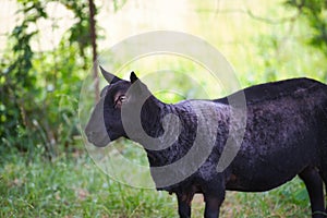 A black sheep in a pasture.