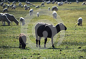 Black Sheep in Pasture in Carson City, Nevada