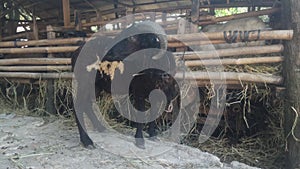 black sheep at the qurban animal trade