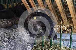 Black sheep in ranch barn