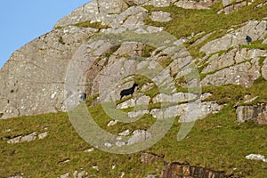 Black sheep on a rocky, pasture in the Highlands of Scotland