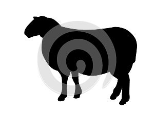 Black sheep silhouette