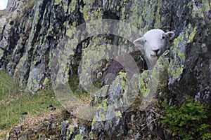 Black sheep sitting on rocks on a hill in the Lake District clos