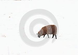 Black sheep on snow