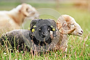 Black sheep with twisted horns, Traditional Slovak breed - Original Valaska  resting in spring meadow grass, eyes half closed,
