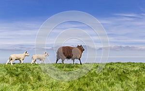 Black sheep and two white lambs on top of a dike in Friesland