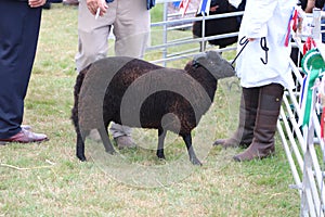 Black sheep at the Usk agricultural show