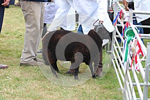 Black sheep at the Usk agricultural show