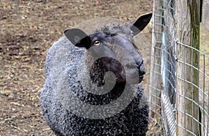 Black sheep with very curly woolly body