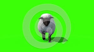 Black Sheep Walkcycle Front Green Screen 3D Rendering Animation