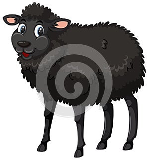 A black sheep on white background