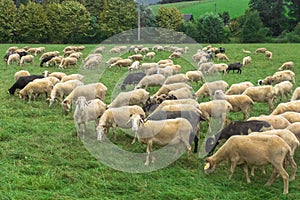 Black sheep among white in a large flock