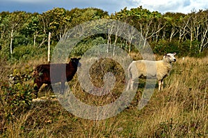 Black sheep and white sheep are staring to the side