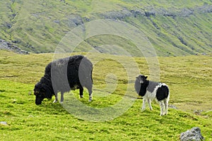Black sheep zzand lamb looking to camera