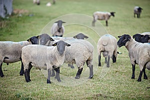 Black sheeps in the midle of farm