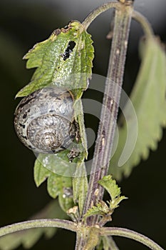 Black-shelled snail sits on a nettle leaf