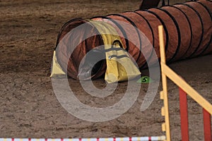 Black sheltie Shetland Shepherd Dog quickly runs into pipe tunnel sports equipment for animals. Rear view of tail and paws.