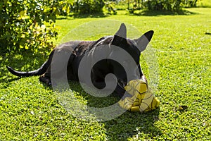 Black shepherd dog gnaws torn soccer ball on green lawn in summer