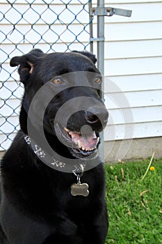 Black Shepherd Dog Keeping Watch in his Yard with smile