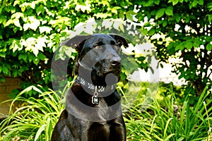 Black Shepherd Dog Keeping Watch in his Yard with stunned look during summer.