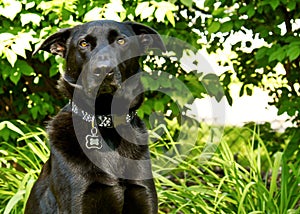 Black Shepherd Dog looking at camera his backyard with stunned look during summer.