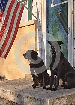 Black Shepherd mixed-breed dog and Chocolate Labrador Retriever posing at home.