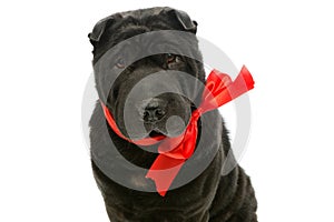 Black sher pei with red bow