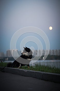 Black shiba inu dog on a walk