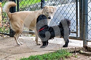 Black Shih Tzu and Mutt Dog playing in the park on springtime