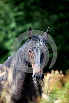 Black shiny horse in green meadow