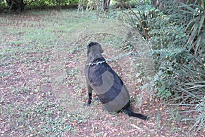 Black Shiny Labrador Canine pet in Garden