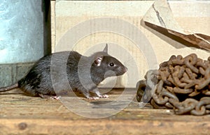 Black or Ship rat, Rattus rattus