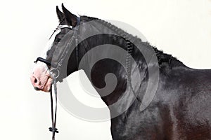 Black shire heavy draft horse portrait