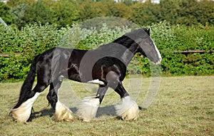 Black shire heavy draft horse runs trot in green felds