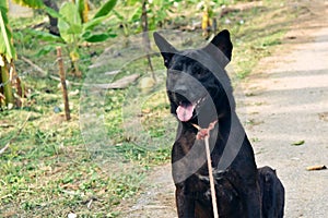 The Black short-haired dog sitting and open mouth