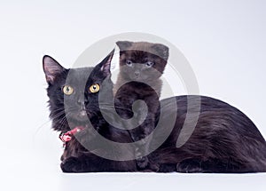 A black short-legged fluffy munchkin mother cat in a red collar lies in the studio with a small kitten