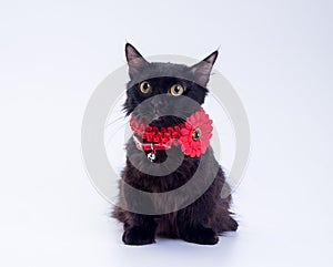 Black short legged Munchkin cat in a red collar with a flower looks at the camera on a white background