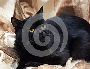 Black shorthair british cat