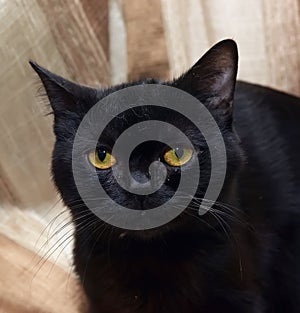 Black shorthair british cat