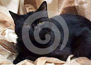 Black shorthair british cat