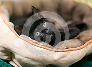 A black shorthair kitten relaxing in a pet bed