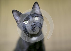 A black shorthair kitten with a white spot on its chest