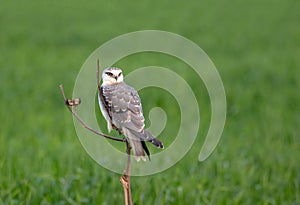 Black shoulder kite juvenile sitting on the branch to captured mouses in winter season