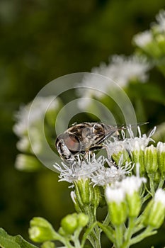 Black-shouldered Drone Fly feeding on White Snakeroot flower