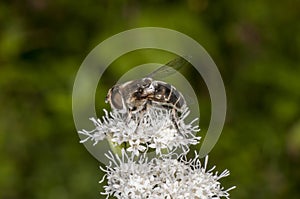 Black-shouldered Drone Fly feeding on White Snakeroot flower