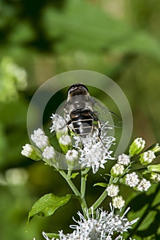 Black-shouldered Drone Fly feeding on White Snakeroot flower