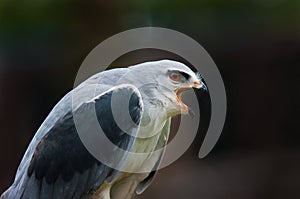 Black Shouldered Kite